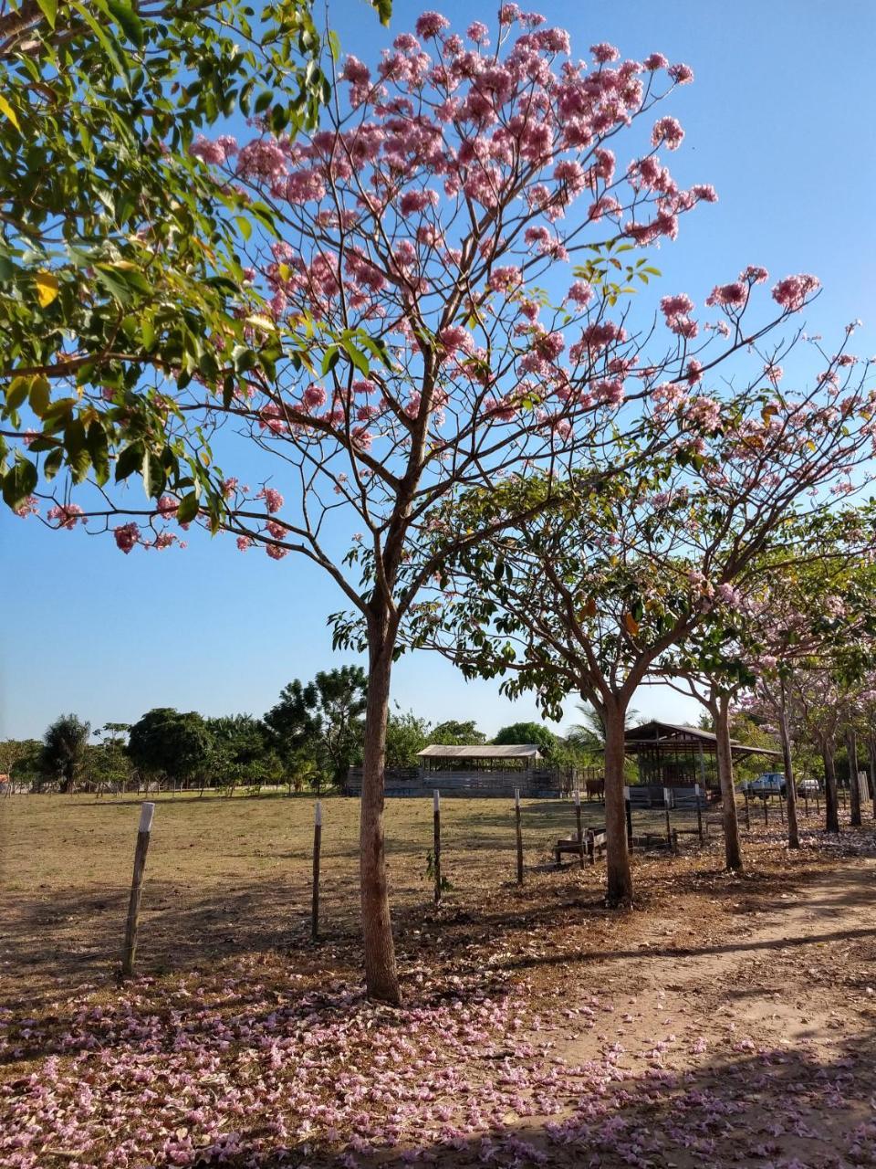 מלון Macapá Chale Quintal Amazon מראה חיצוני תמונה